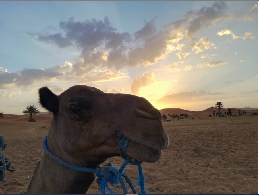 Morocco camel picture